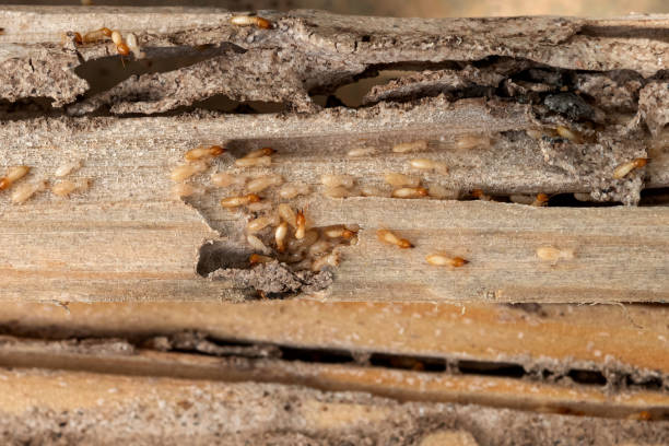 Best Termite Control Services  in Garden Ridge, TX